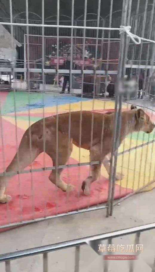 作死被狮子咬伤1.jpg 作死被狮子咬伤1.jpg