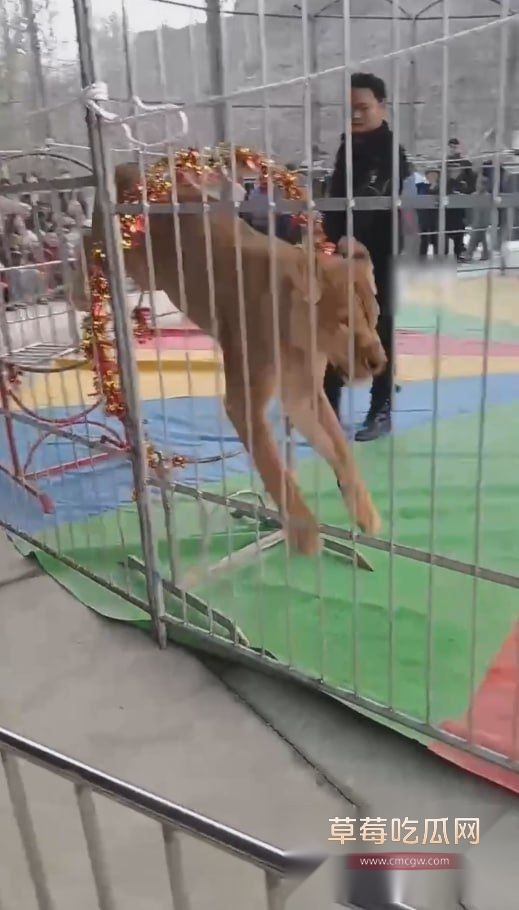 作死被狮子咬伤2.jpg 作死被狮子咬伤2.jpg