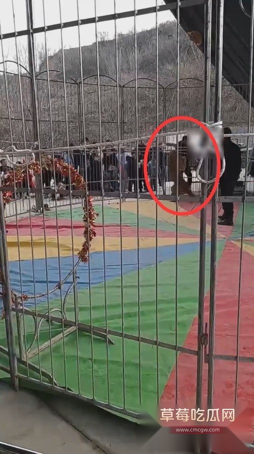 作死被狮子咬伤3.jpg 作死被狮子咬伤3.jpg