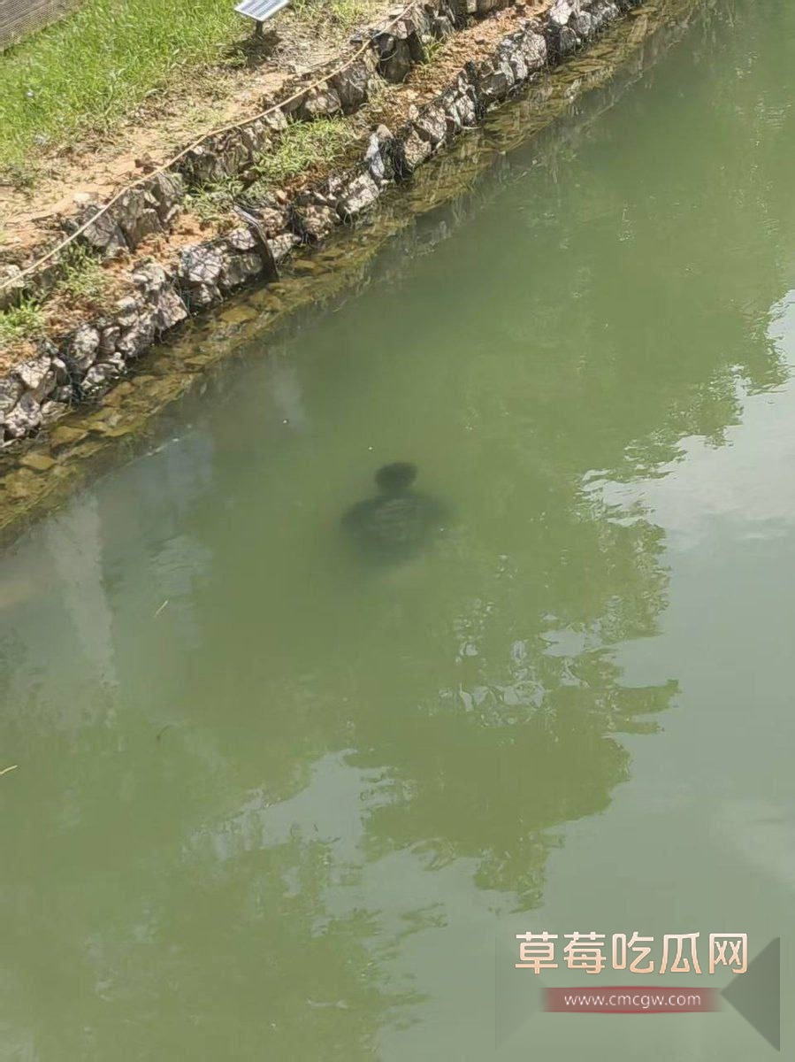 学校溺亡事件 1