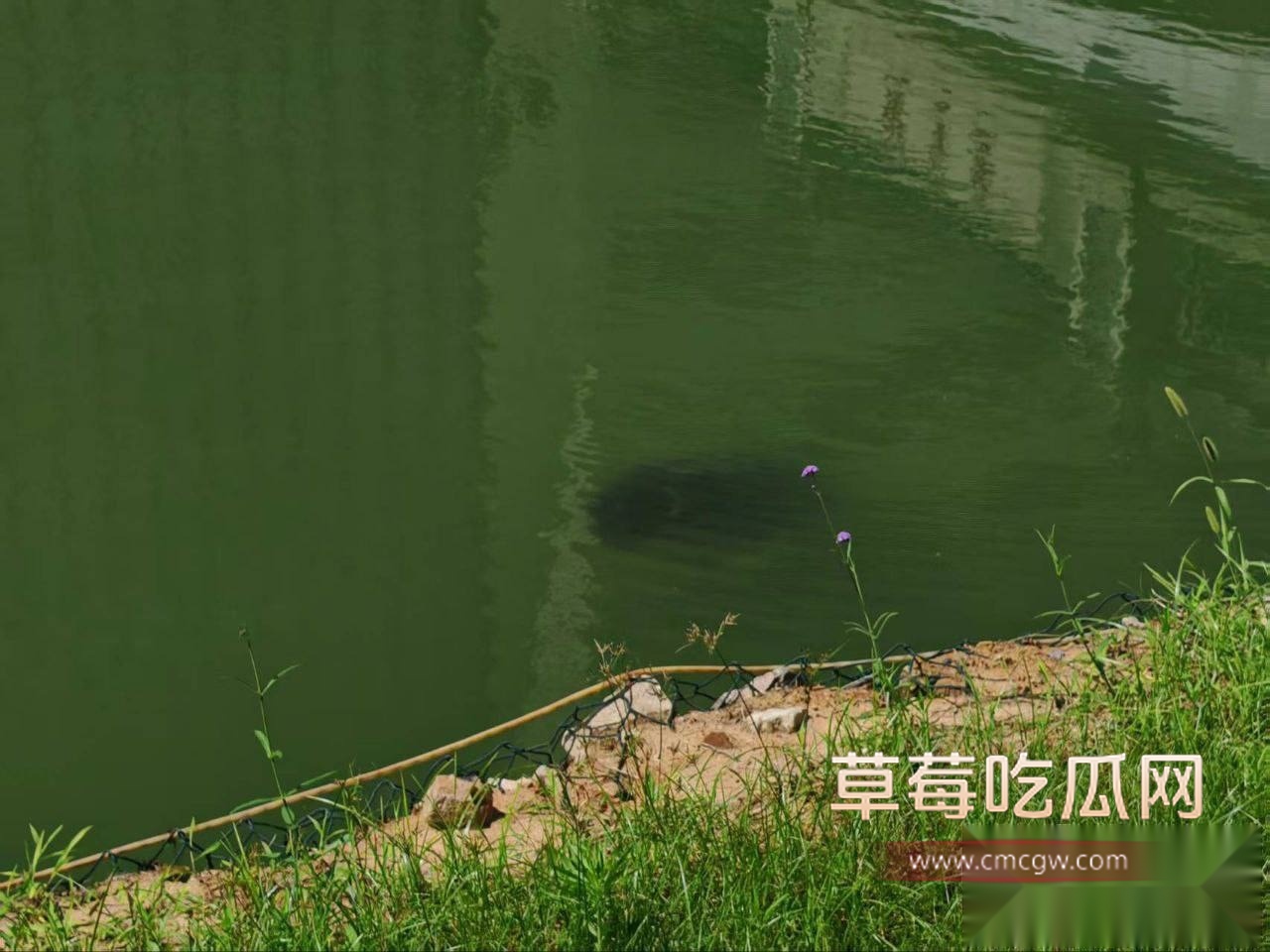 学校溺亡事件 9