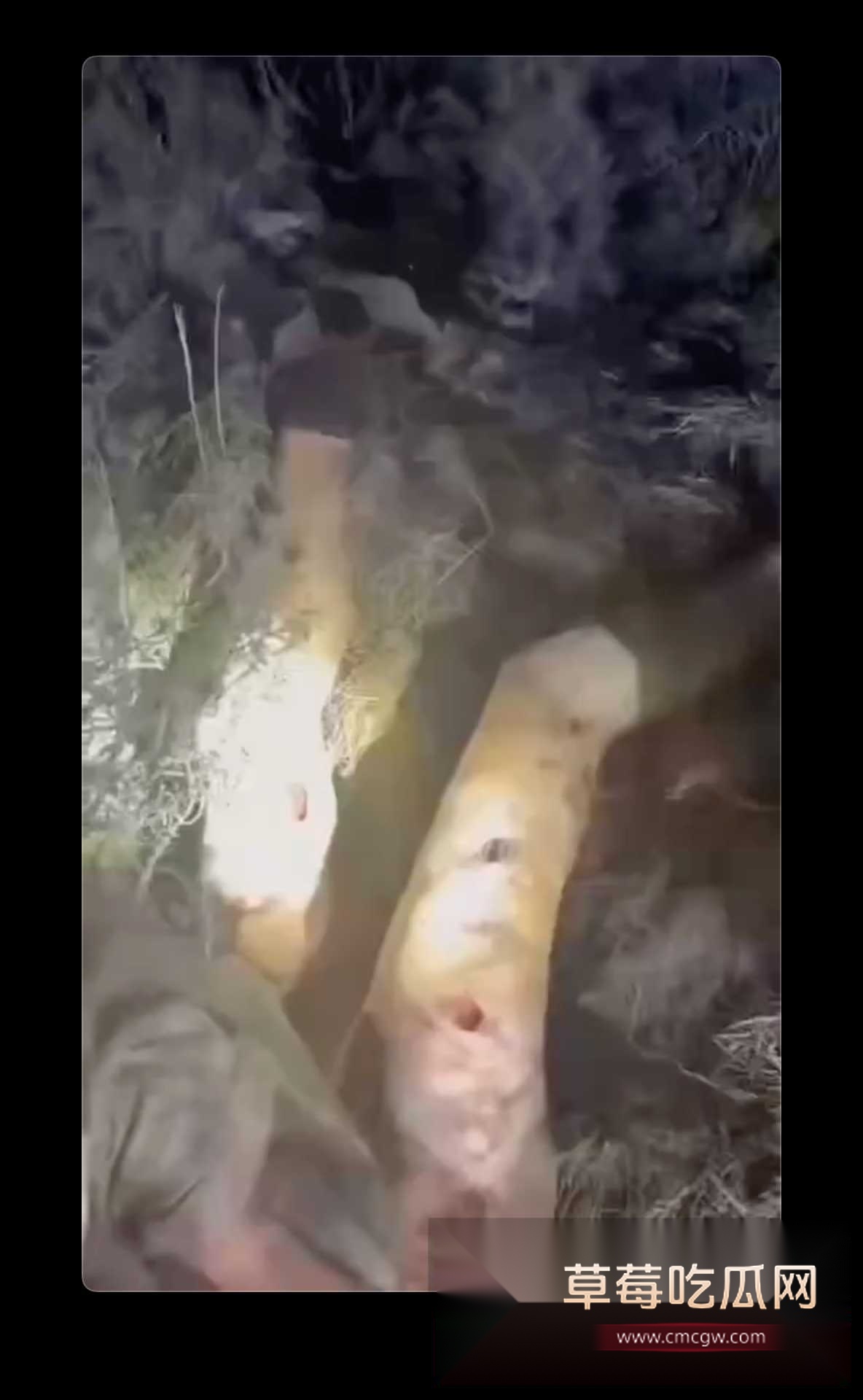 狗熊袭击5.jpg 狗熊袭击5.jpg