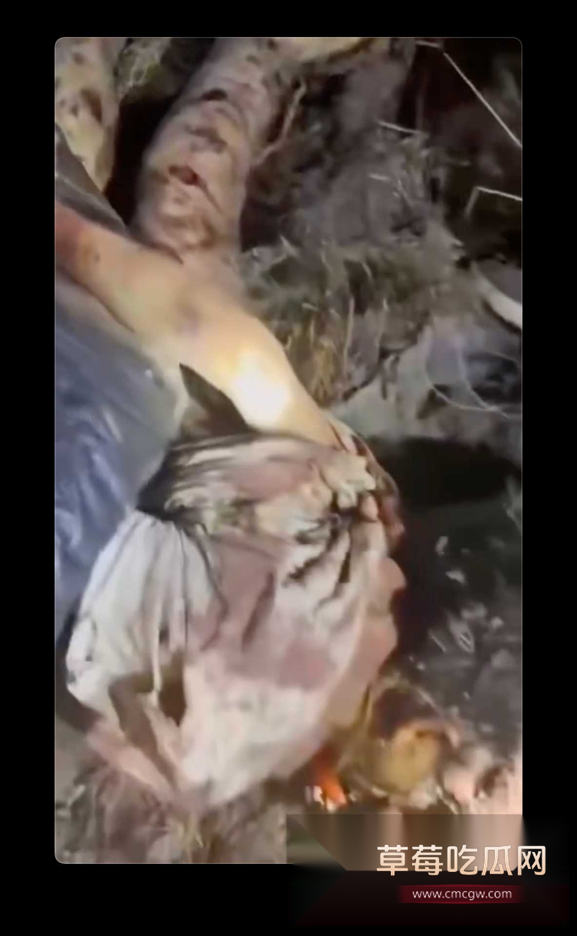 狗熊袭击6.jpg 狗熊袭击6.jpg