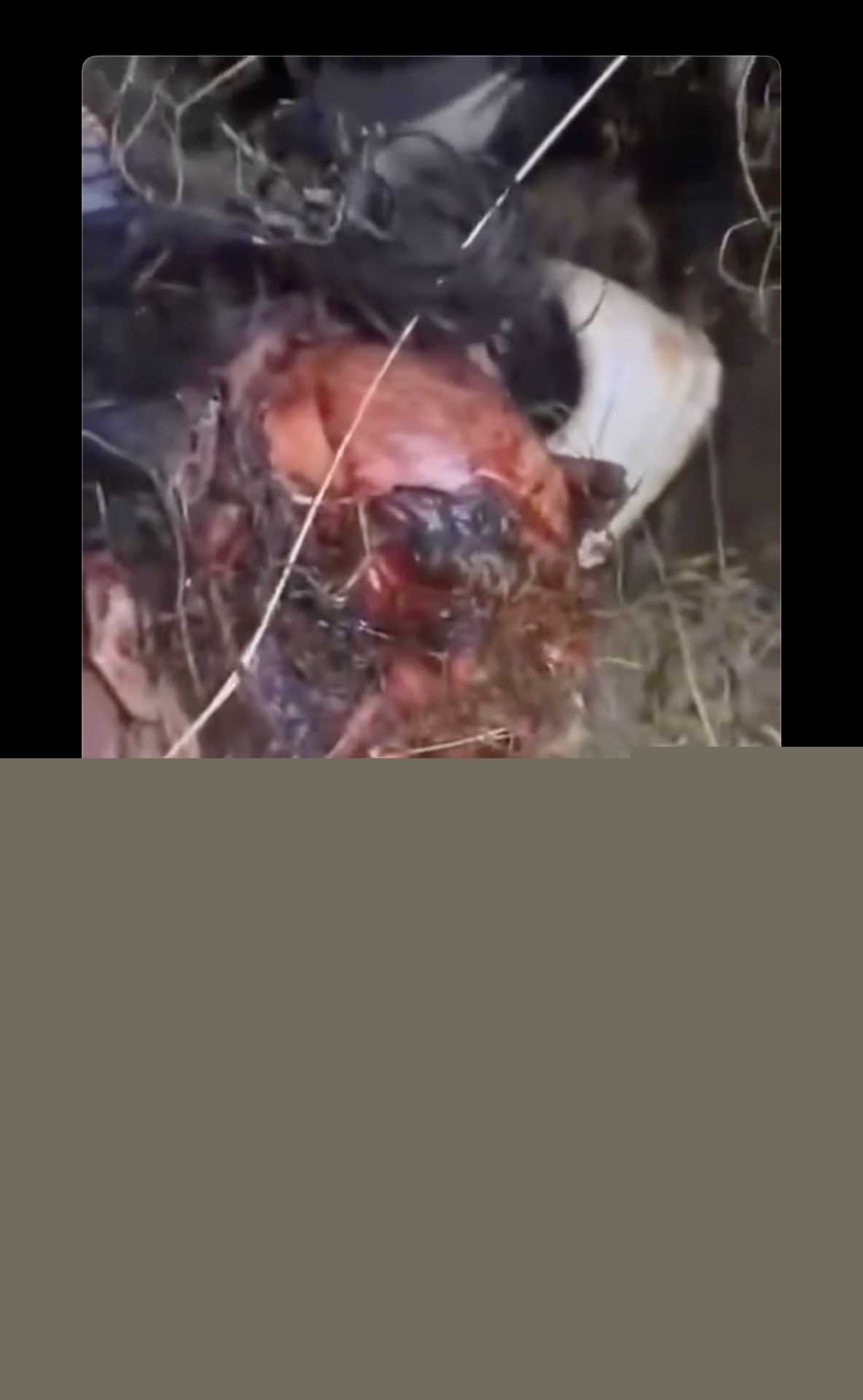 狗熊袭击7.jpg 狗熊袭击7.jpg