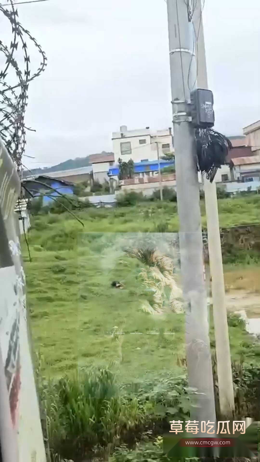 偷东西被枪射杀 2