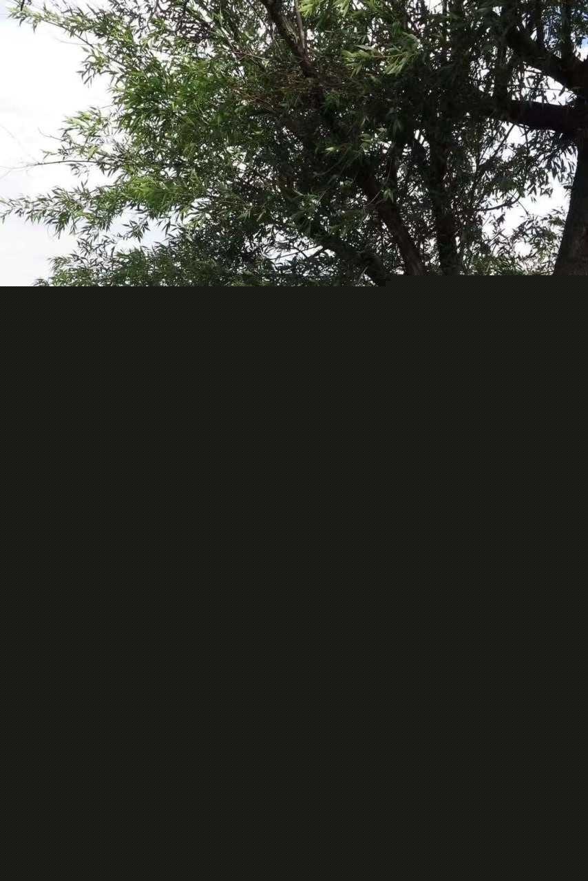 何新8.jpg 何新8.jpg