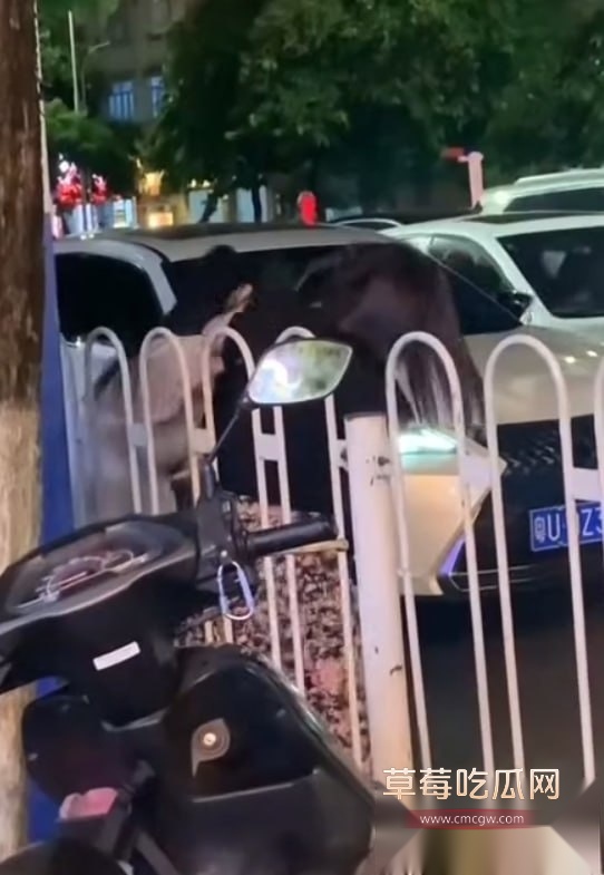 潮州街头怒撕撕小三 7 潮州街头怒撕撕小三 7