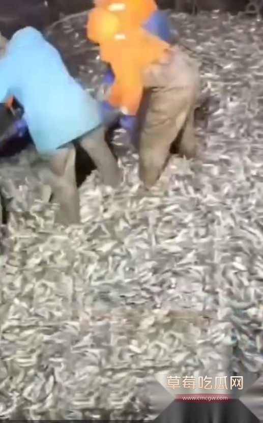 桃园渔港一辆载装卸人员的面包车离港时坠海 3 桃园渔港一辆载装卸人员的面包车离港时坠海 3