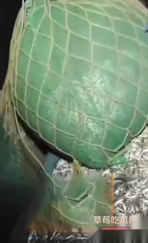 桃园渔港一辆载装卸人员的面包车离港时坠海 4 桃园渔港一辆载装卸人员的面包车离港时坠海 4