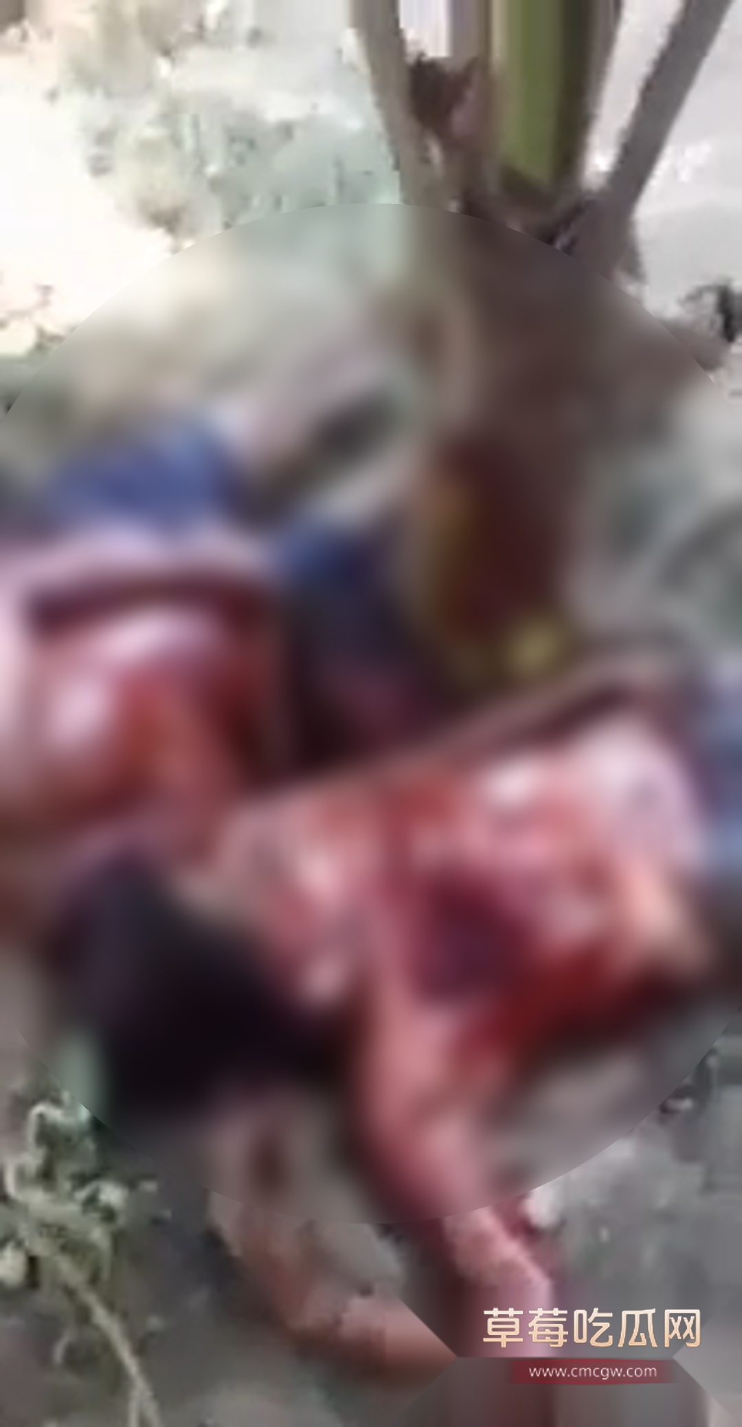 墨西哥墨西哥父子火龙果毒枭 7 墨西哥墨西哥父子火龙果毒枭 7