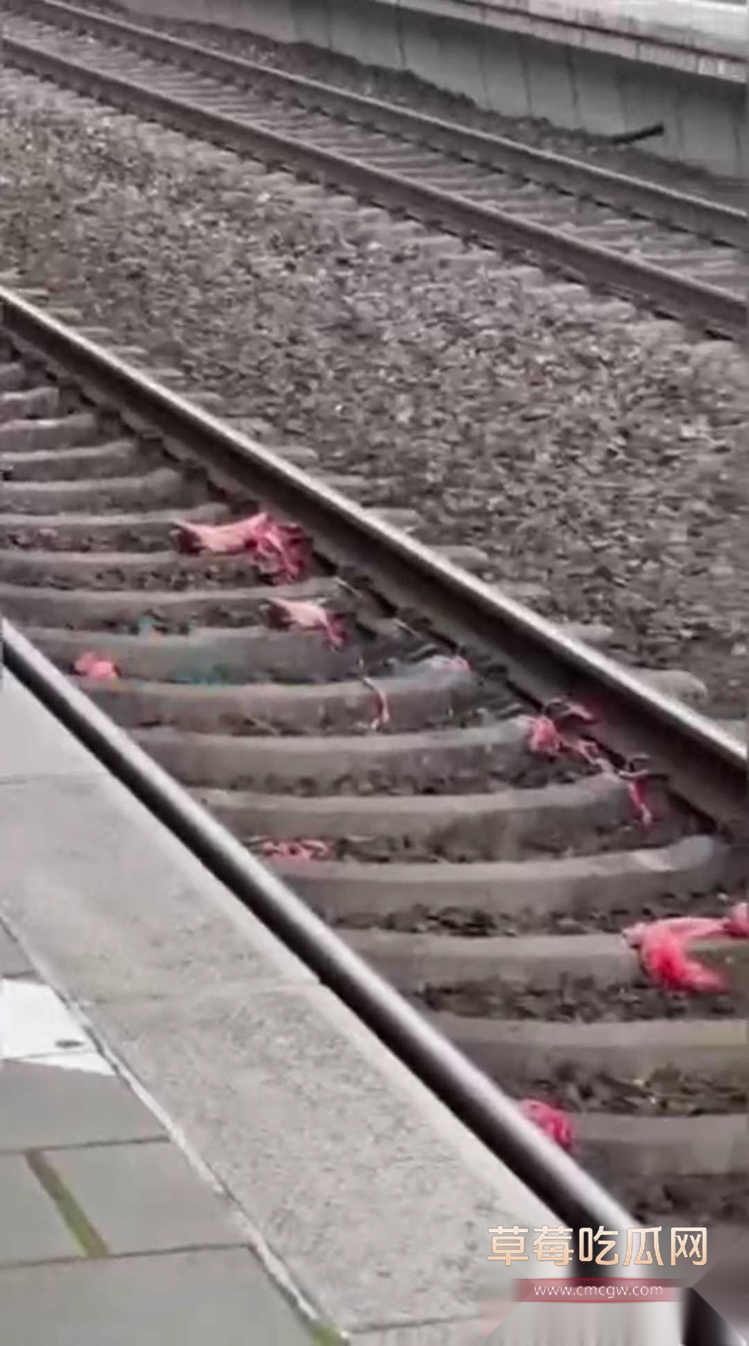 男子在火车战裸奔后卧轨自杀 4