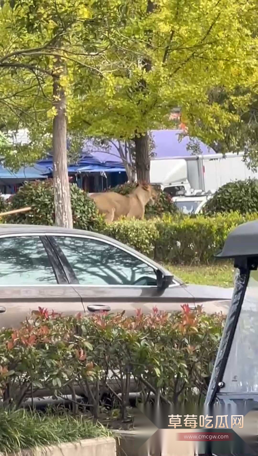 安徽砀山街道上惊现狮子狂奔 2 安徽砀山街道上惊现狮子狂奔 2