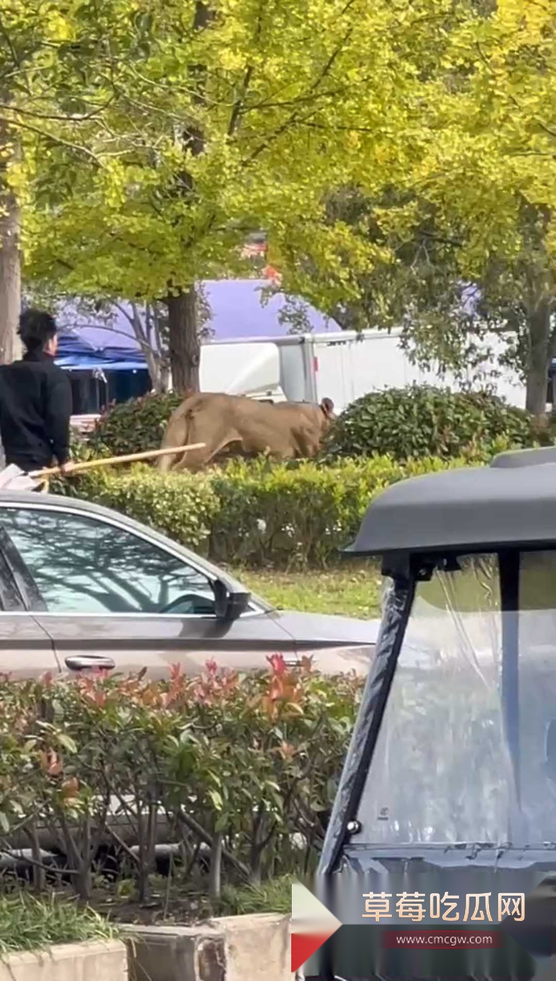 安徽砀山街道上惊现狮子狂奔 3 安徽砀山街道上惊现狮子狂奔 3