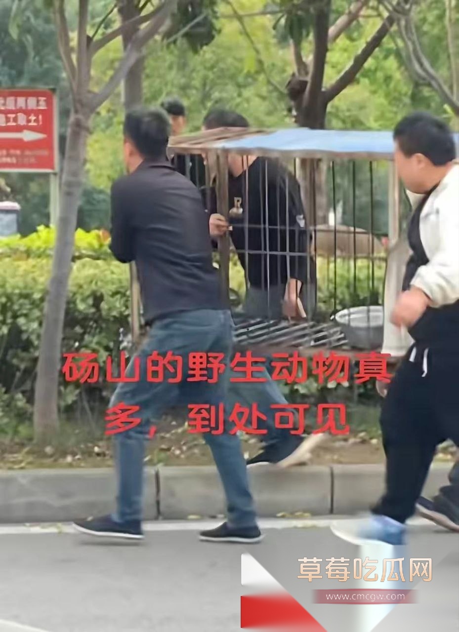 安徽砀山街道上惊现狮子狂奔 4 安徽砀山街道上惊现狮子狂奔 4