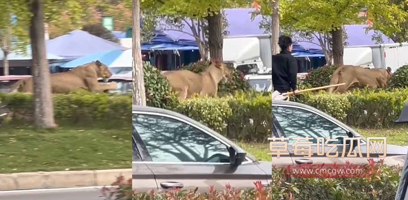 惊现狮子.jpg 惊现狮子.jpg