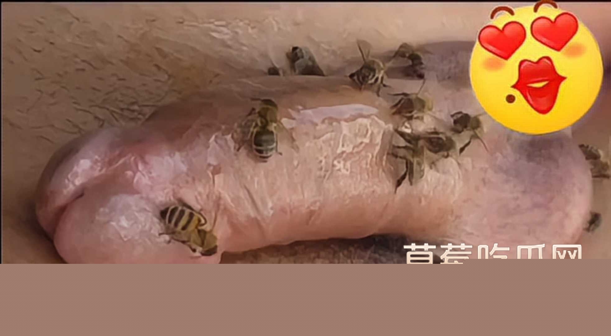 蜜蜂刺激龟头射精 2 蜜蜂刺激龟头射精 2