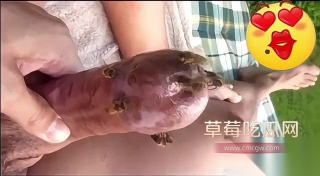 蜜蜂刺激龟头射精 3 蜜蜂刺激龟头射精 3