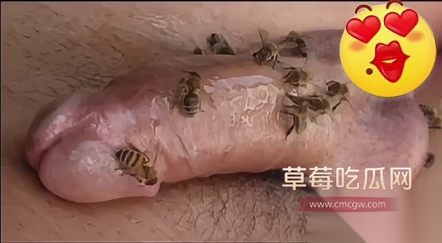 蜜蜂刺激龟头射精 5 蜜蜂刺激龟头射精 5