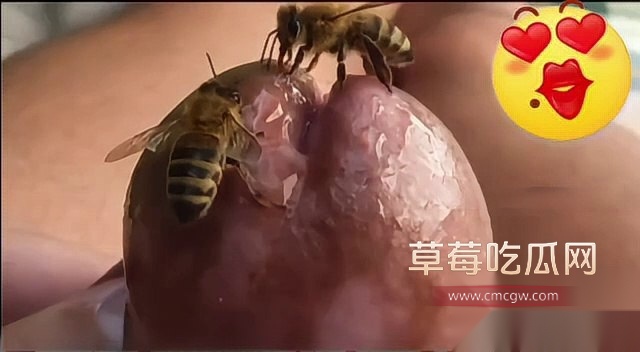 蜜蜂刺激龟头射精 7 蜜蜂刺激龟头射精 7