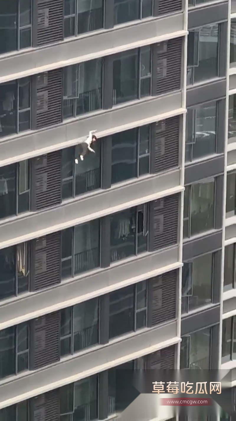 深圳湾悦府二期女子高空坠楼全过程清晰曝光 4 深圳湾悦府二期女子高空坠楼全过程清晰曝光 4