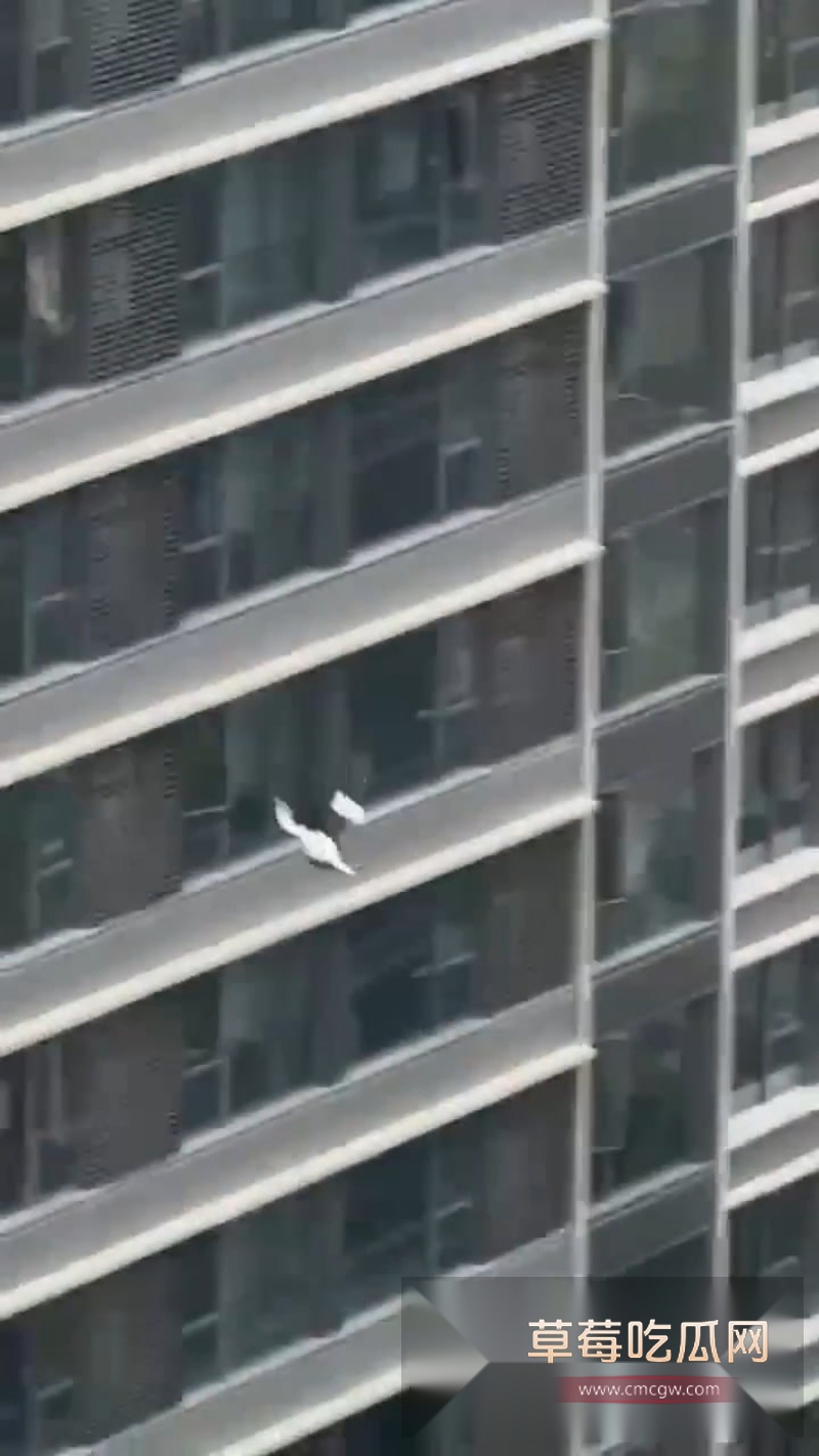 深圳湾悦府二期女子高空坠楼全过程清晰曝光 5 深圳湾悦府二期女子高空坠楼全过程清晰曝光 5