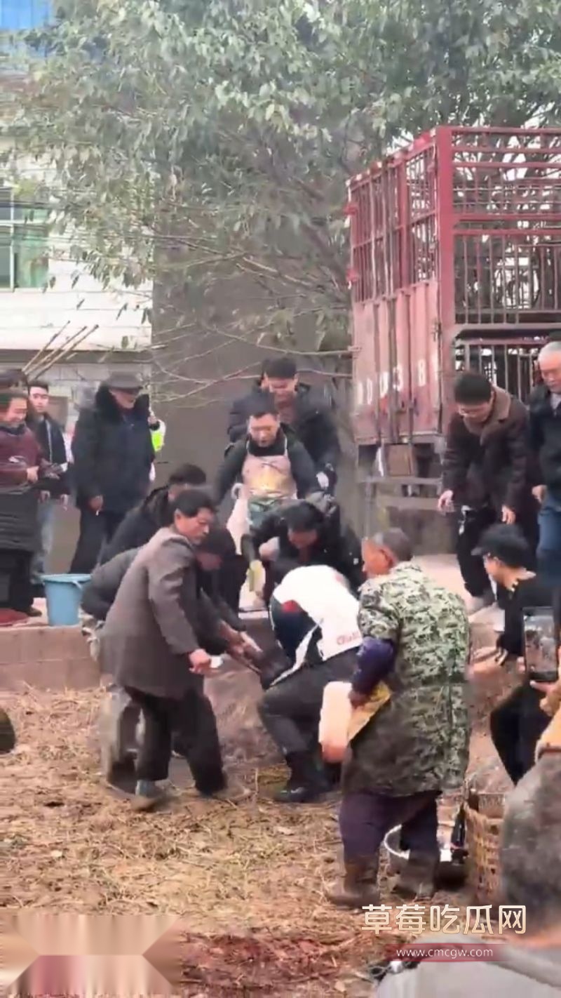 抖音重庆呆呆杀猪家门口人山人海2 抖音重庆呆呆杀猪家门口人山人海2