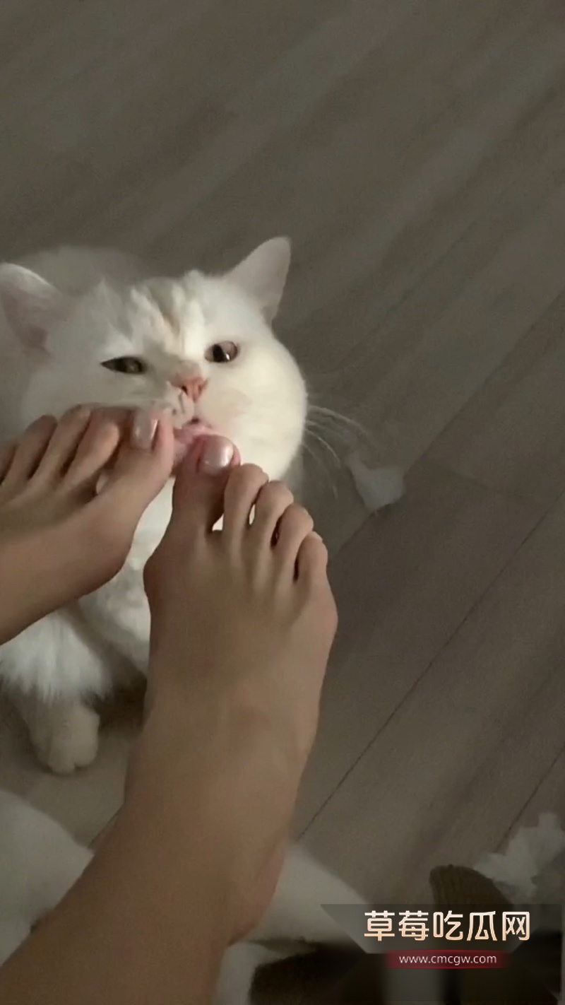 抖音500万粉网红 相扑猫 2
