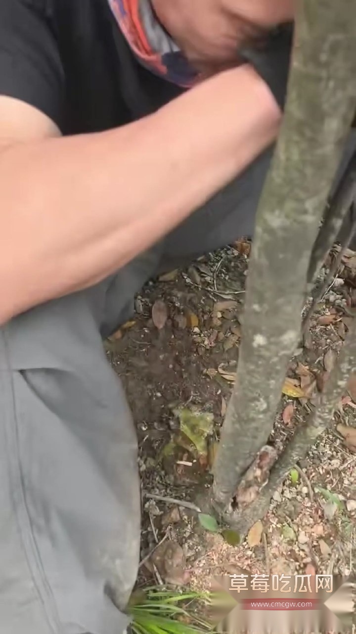 吃草中毒8