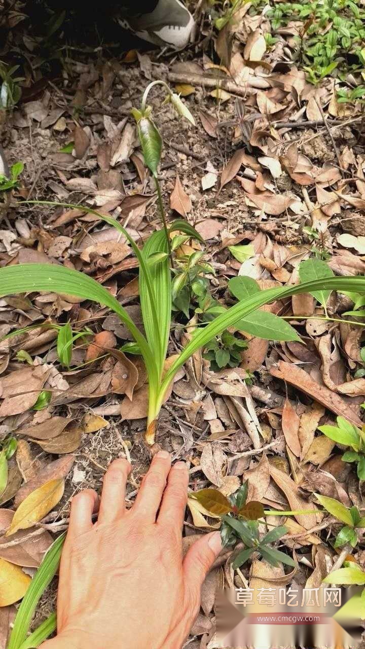 吃草中毒3