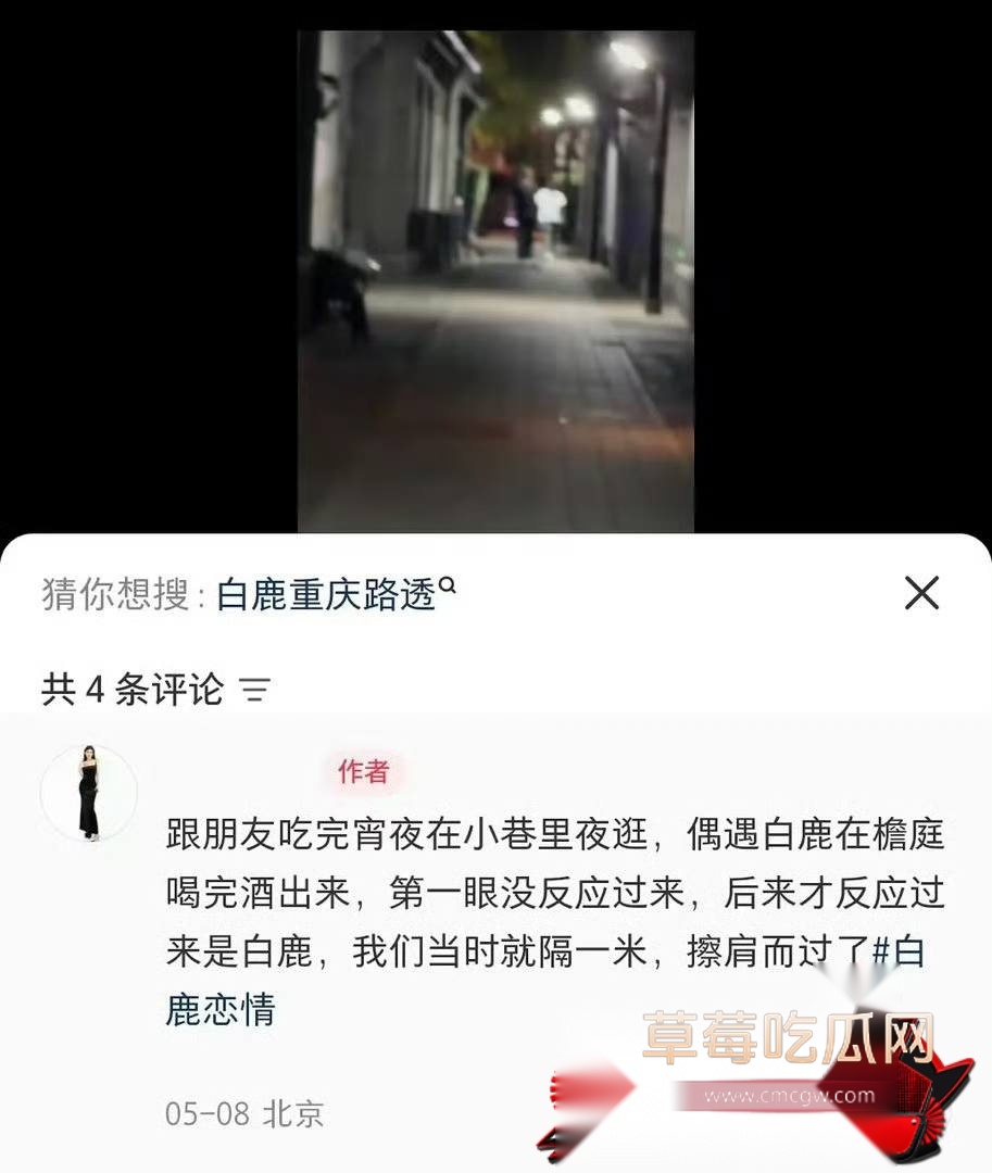 白鹭13 白鹭13